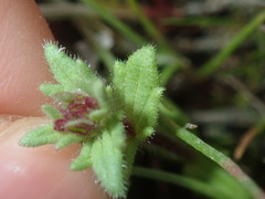 Parentucellia latifolia