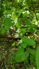 Campanula alliariifolia