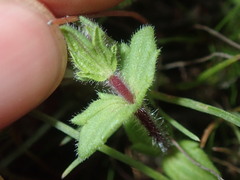 Parentucellia latifolia