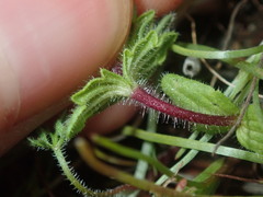 Parentucellia latifolia