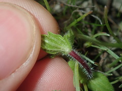 Parentucellia latifolia