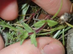 Parentucellia latifolia