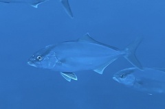 Seriola dumerili
