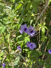Ipomoea cairica