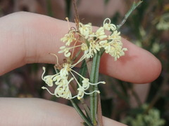 Grevillea muelleri