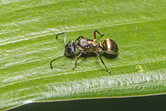 Polyrhachis rufifemur