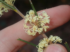 Grevillea muelleri