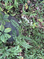 Eupatorium sessilifolium