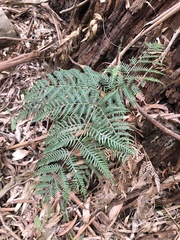 Pteridium esculentum