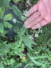 Eupatorium sessilifolium