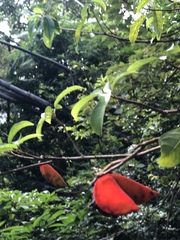 Sterculia lanceolata