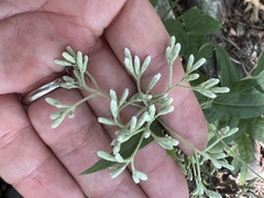 Eupatorium sessilifolium