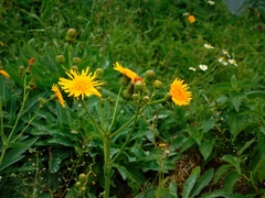 Sonchus arvensis arvensis