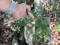 Eupatorium sessilifolium