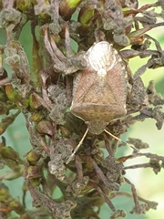 Peribalus strictus vernalis