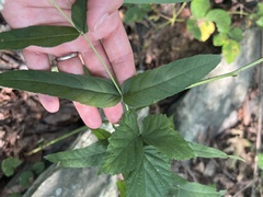 Eupatorium sessilifolium