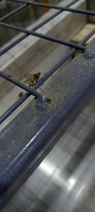 Amblyteles armatorius