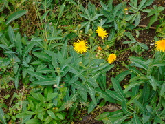 Sonchus arvensis arvensis