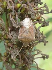 Peribalus strictus vernalis