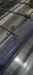 Amblyteles armatorius