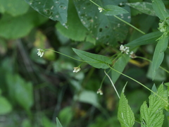 Persicaria sagittata