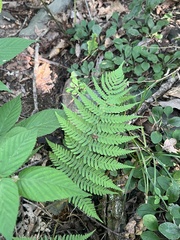 Dryopteris marginalis