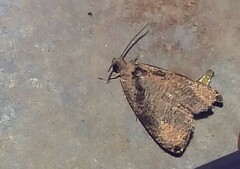 Olethreutes exoletum