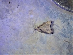 Olethreutes exoletum