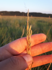 Festuca campestris