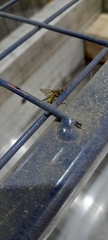 Amblyteles armatorius