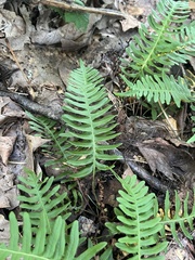 Polypodium appalachianum