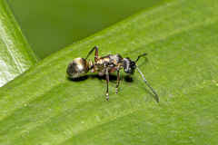Polyrhachis rufifemur