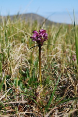 Pedicularis pennellii