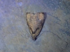 Olethreutes exoletum