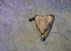 Olethreutes exoletum