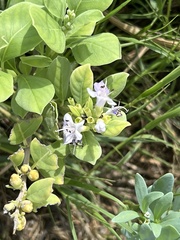Vitex rotundifolia