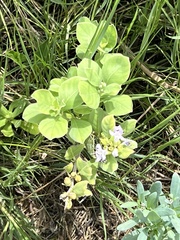Vitex rotundifolia