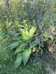 Symphytum officinale