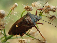 Pinthaeus sanguinipes