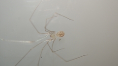 Micropholcus fauroti