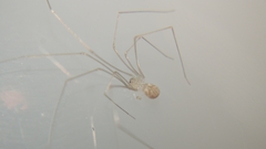 Micropholcus fauroti