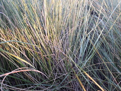 Festuca campestris