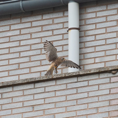 Falco tinnunculus