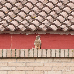 Falco tinnunculus