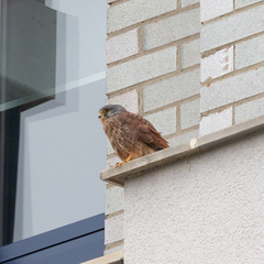 Falco tinnunculus