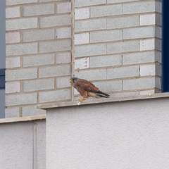 Falco tinnunculus
