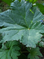 Gunnera manicata