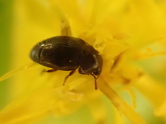 Brachypterus urticae