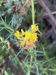 Acmispon glaber glaber