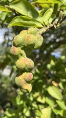 Aceria erinea